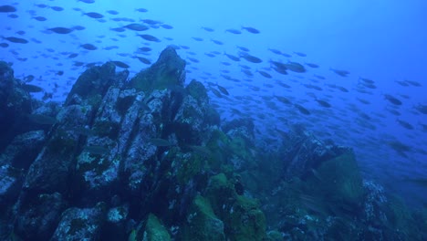 Many-fish-passing-over-underwater-reef-with-blue-ocean-as-background