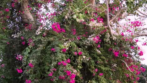 árbol-De-Flores-Rosas-Desde-Un-ángulo-Bajo-En-El-Día
