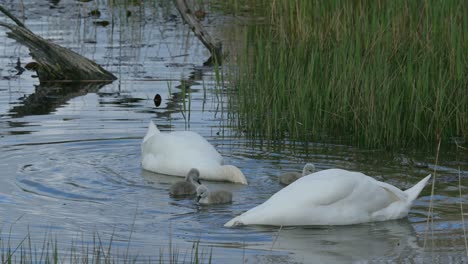 Mute-swan-family-with-cygnets-swimming-and-foraging-for-food-in-spring