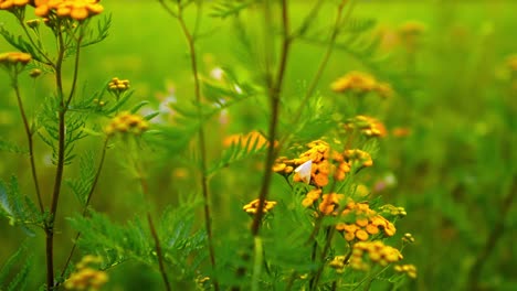 Colorfull-yellow-flowers-on-green-meadow-50-fps-slow-motion