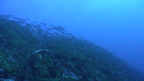 A-shark-swims-by-a-big-shoal-of-fish-descending-a-deep-reef