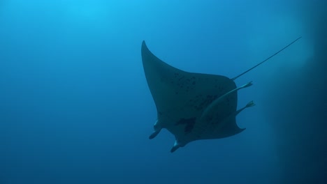 Manta-Ray-passing-overhead-on-deep-reef-in-the-Marquesas-Islands