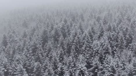 Luftwinterlandschaft-Aus-Kiefern--Und-Fichtenwäldern,-Die-Bei-Schneefall-Mit-Schnee-Bedeckt-Sind