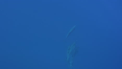 Dolphins-swimming-upwards-toward-surface-from-deep-blue-ocean