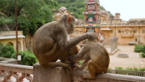Madre-E-Hijo-Monos-Macacos-En-El-Templo-Galtaji,-Cerca-De-Jaipur,-India
