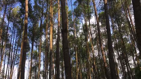 beautiful-timelapse-of-Pine-tree-at-a-tropical-rain-forest-Mountain