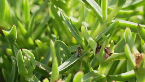 Nahaufnahme-Einer-Biene,-Die-Auf-Grünem-Laub-Läuft