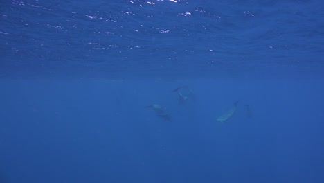 Delfine-Schwimmen-Unter-Der-Wasseroberfläche-Auf-Den-Marquesas-Inseln