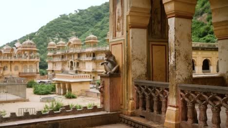 Einsamer-Makakenaffe-Im-Galtaji-Tempel,-In-Der-Nähe-Von-Jaipur,-Indien
