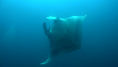 Manta-Ray-coming-in-from-the-blue-passing-in-front-of-the-camera-showing-under-belly