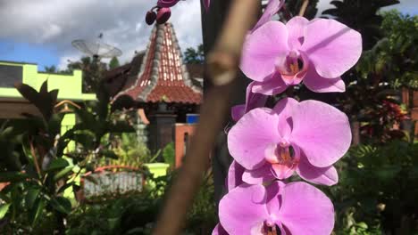 Beautiful-purple-orchid-flower-at-village-home-garden