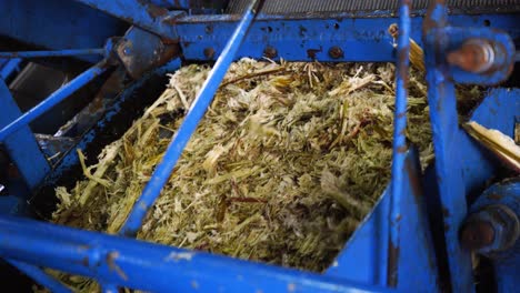 Blue-pressing-industrial-machine-processing-Sugarcane-dry-fiber