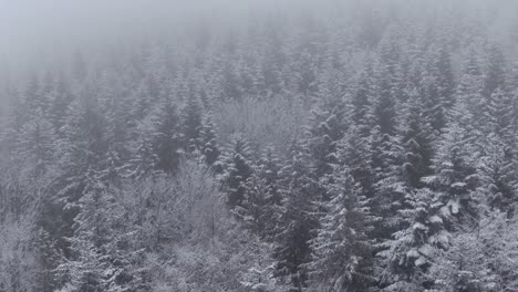 Fantasy-winter-forest-covered-with-snow-and-hidden-in-mist,-aerial