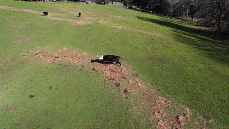 4K-aerial-drone-shot-looking-at-cow-running-away-on-green-pasture