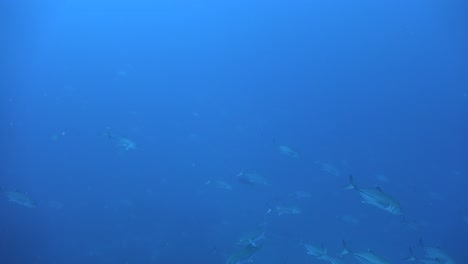 Gruppe-Von-Makrelen,-Die-Dicht-Im-Offenen-Ozean-Vorbeiziehen