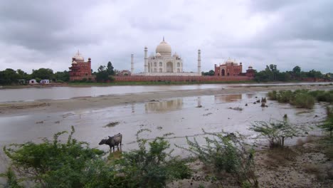 Tah-Mahal-seen-from-the-banks-of-river-Yamuna,-far-view