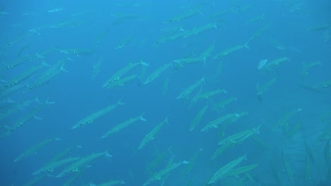 Many-Barracuda-close-up-in-the-blue-ocean