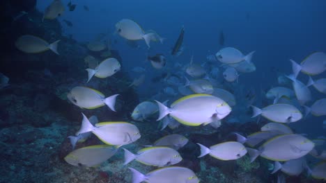 Doktorfische,-Die-Aus-Nächster-Nähe-Am-Tiefen-Korallenriff-Vorbeikommen