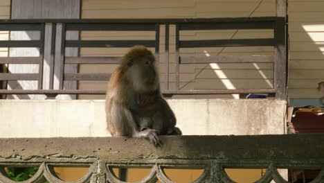 Wild-monkey-hugging-a-baby-on-concrete-city-fence-in-Thailand