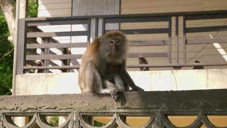 Wild-monkey-with-young-baby-in-the-city-Songkhla,-Thailand