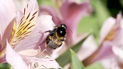 A-close-up-of-a-bumblebee-resting-and-fluttering-around-a-pink-Iris-flower-after-gathering-nectar