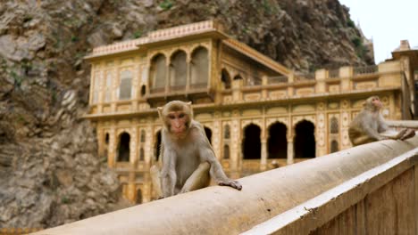 Mono-Mirando-A-La-Cámara-En-El-Templo-Galtaji,-Cerca-De-Jaipur,-India