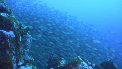 Thousands-of-fish-swimming-down-a-reef-like-a-waterfall