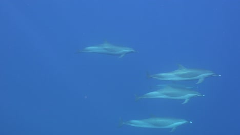 Eine-Gruppe-Delfine,-Die-Unter-Der-Oberfläche-Der-Marquesas-Inseln-Im-Blauen-Wasser-Vorbeiziehen