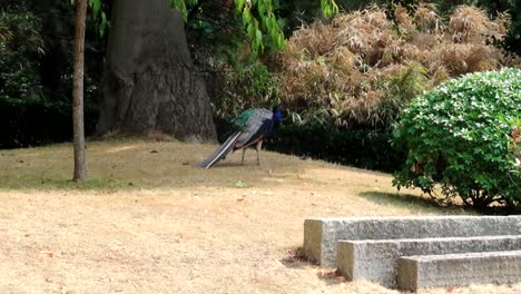 Static-shot-of-a-peacock-roaming-free-in-the-Japanese-Garden-in-Holland-Park,-London