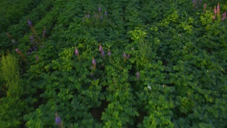 Flying-over-a-potato-field-during-a-warm-sunny-summer-night