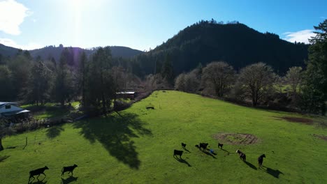 Beautiful-4K-aerial-drone-shot-overlooking-farm-cows-running-away-in-Southern-Oregon