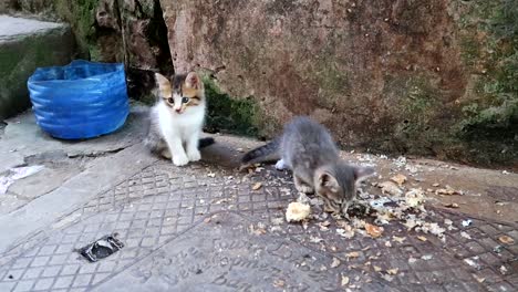 Two-cute-and-small-abandoned-kittens-eating-some-bread-in-the-street-with-several-flies-flying-around