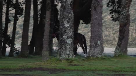 Beautiful-horse-galloping-through-a-pine-forest