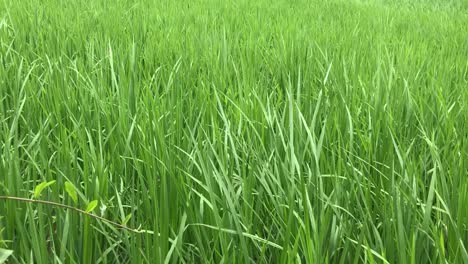 Grüne-Frische-Junge-Reispflanze,-Die-In-Einem-Tropischen-Land-Winkt