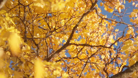Herbstblätter-Wehen-Langsam-Im-Wind