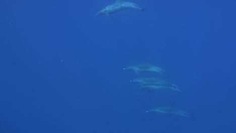 A-pod-of-dolphins-are-surfacing-in-deep-blue-water-on-Marquesas-Islands