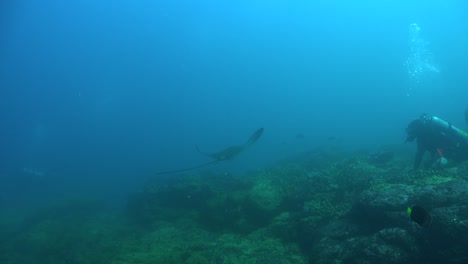 Eagle-ray-and-scuba-diver-on-coral-reef