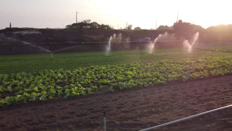 Aerial-orbit-shot-of-watering-system-irrigated-farm-field-with-growing-plants-in-the-evening