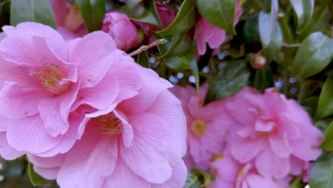 Close-up-camellia-flowering-shrub-in-full-blossom