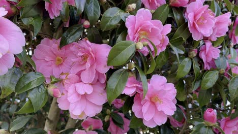 Springtime-and-camellia-bushes-in-full-blossom-in-Irish-countryside