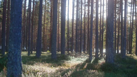 Friedliche-Waldszene-Mit-Warmem-Sonnenlicht-Durch-Bäume