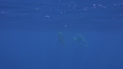 Un-Grupo-De-Delfines-Emergiendo-En-Agua-Azul