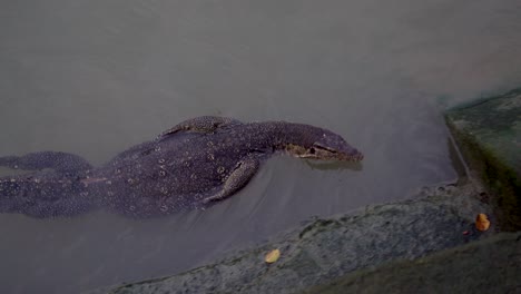 Monitor-lizard-swims-along-the-lake-in-Singapore