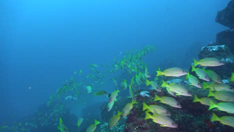 Many-blue-striped-snappers-passing-close-in-front-of-the-camera