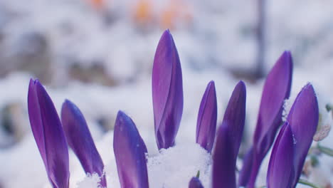 Close-up-shot-of-closed-crocus-flowers-in-early-spring