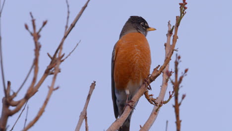 American-Robin-perched-on-a-branch-in-Malibu,-California-sees-a-predator-and-flies-away