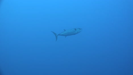 Dogtooth-tuna-passing-in-the-deep-blue-ocean