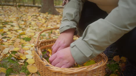 Pilze-Sammeln-In-Der-Schwedischen-Herbstnatur