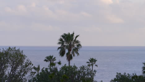 Palm-trees-in-front-of-the-ocean-on-a-spring-day-in-Malibu,-California