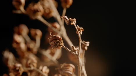 Circular-Close-Up-Shot-Of-Distinctive-Type-Of-Dried-Plants